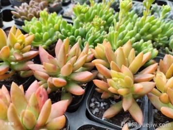 多肉如何安全度夏？