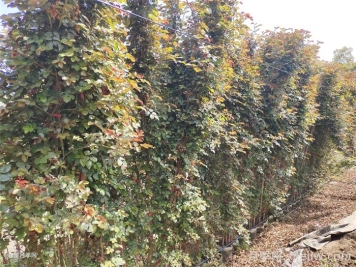 月季花移栽后僵苗的原因及应对措施