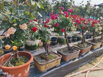 月季花盆景的制作与养护技巧