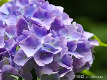 植物百科：绣球