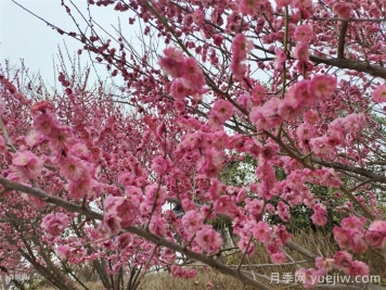 15种常见先花后叶植物汇总