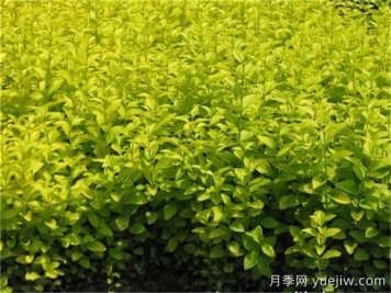 金叶女贞和金森女贞有什么区别？