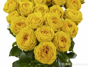 月亮潮流月季/露娜趋势