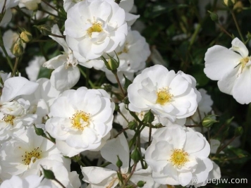 雪之女王月季/魔毯/塔尼吉诺