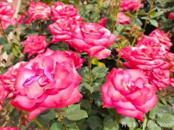 月季花什么时候开？南阳月季花期4～11月