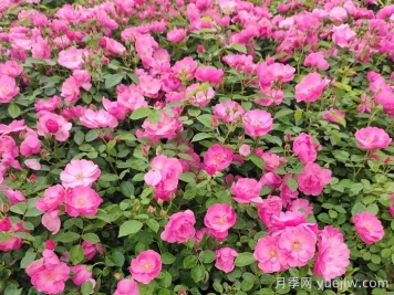 会养月季花，来把普通月季养成造型艺术品