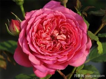 银禧庆典月季复花超快，口碑极佳