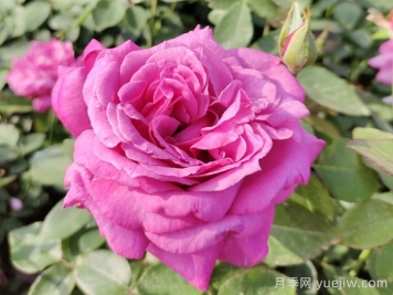 香水月季花，花朵硕大，颜色鲜艳，花香宜人