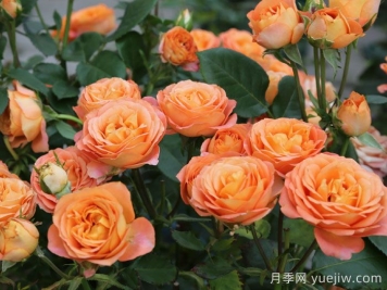 专属12星座的月季花，星座系列月季大全