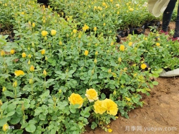 月季花养护技巧秘技