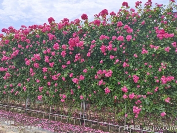 立体墙面绿化的应用和花木配置选择