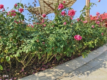 园林绿化苗木品种怎么选？