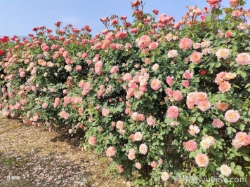 如何在半阴环境中养护藤本月季和丰花月季？