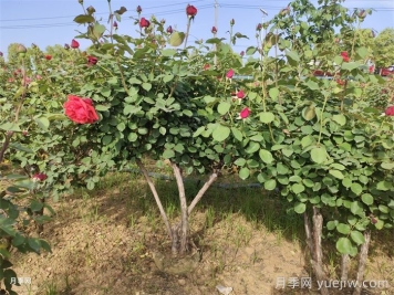 月季黑斑病防治全攻略