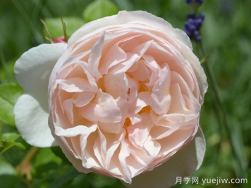 尚塔尔托马斯月季/玉玲珑