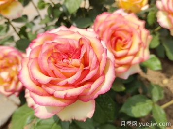 北京什么月季花大好养？月季专家带您品杂交茶香月季