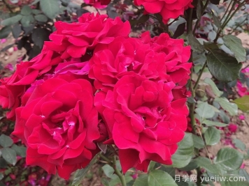 2020年首届北京国际花园节展出600余种新优花卉品种