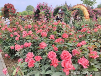 如何打造一处完美的月季园？必须了解的知识