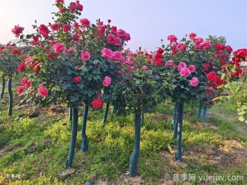 焦虑的苗木人，2025年园林苗木发展概述