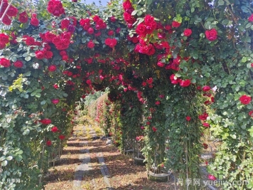 造型月季拱门在园林景观中的作用
