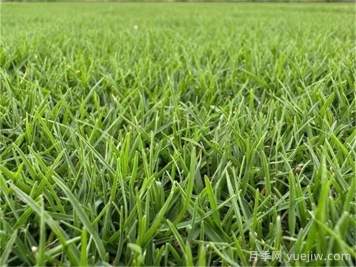 园林景观设计中常用的草坪草种类