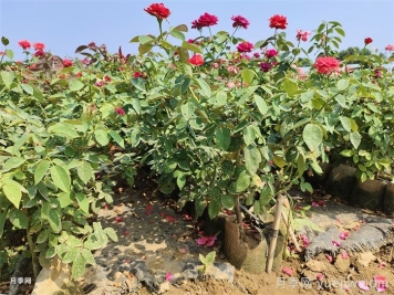 夏季灌木月季栽植的技术要点