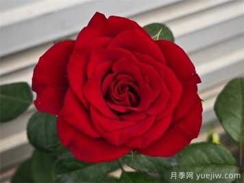 选择红玫瑰就使选择选高原红月季