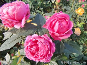 夏天月季养护要点，轻松应对高温花期不减