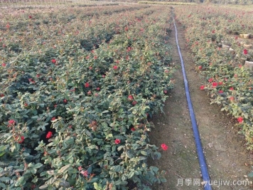 冬天月季花休眠，做好3件事为明年开花做准备