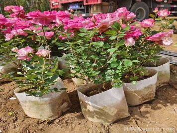 收到网购月季小苗应该如何处理？