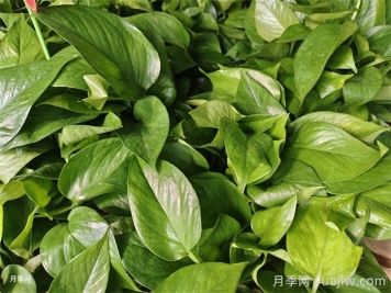 十大养不死的花