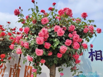 南阳月季产业助力乡村振兴