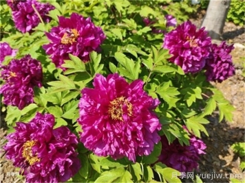 牡丹花怎么养？要注意哪些方面？