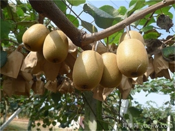 西峡猕猴桃的十大功效，对人体有哪些好处