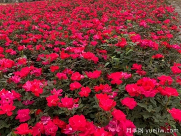 红色绝代佳人月季