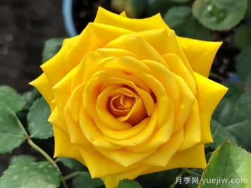 苏格兰黄油月季