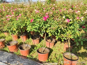 秋天给月季花换盆土还会再开花吗？