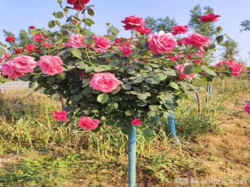 绿化工程选苗五大要诀，你的月季能通过考验吗？