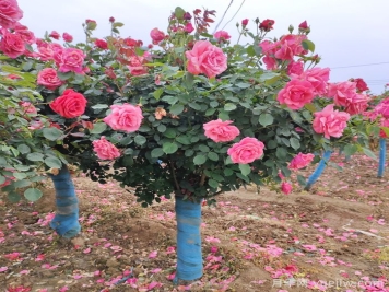 苗木行情新动态，八大类苗木不愁销