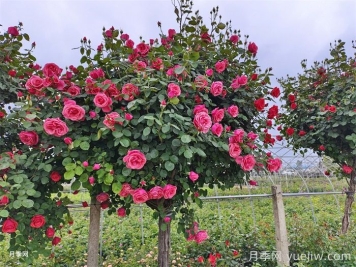 陇南树状月季花开，美了小城醉了路人