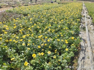 南阳秋期月季种植及养护手册