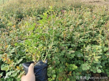 阳台月季全年养护指南