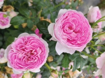 中国十大名花排行榜，你喜欢什么花卉？