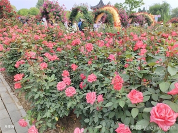 南阳：打造独一无二的南阳月季文化IP