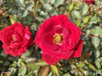 伊春适合养月季吗？市花和市树是什么？