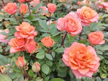 温州适合养月季吗？市花和市树是什么？