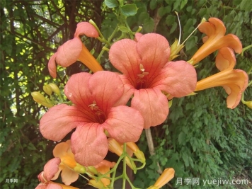 植物科普：凌霄花