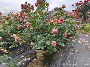 月季总往一边倒？教你解决月季偏冠问题