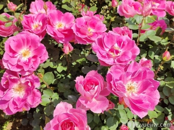 10种多年生植物组合，让花园色彩缤纷