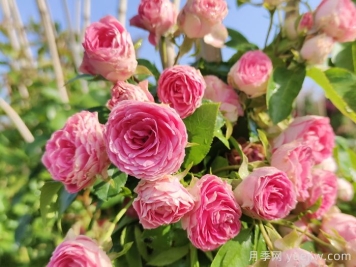 开花最多的月季品种，胭脂扣盛开到爆